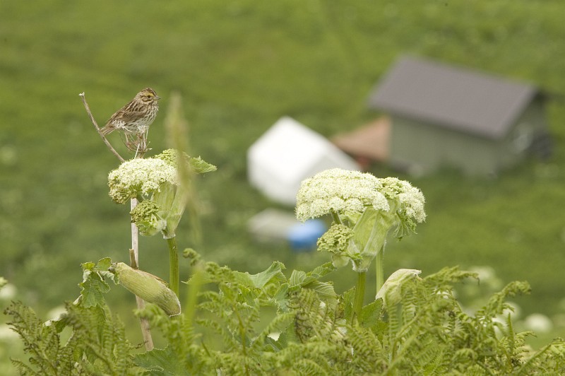 Alaska Maritime National Wildlife Refuge (AMNWR): Savannah Sparrow, Passerculus sandwichensis, a Song Bird on Chowiet Island, Semidi Islands, State of Alaska, USA. Photo Credit: Steve Hillebrand, Alaska Image Library, United States Fish and Wildlife Service Digital Library System (http://images.fws.gov), United States Fish and Wildlife Service (FWS, http://www.fws.gov), United States Department of the Interior (http://www.doi.gov), Government of the United States of America (USA).