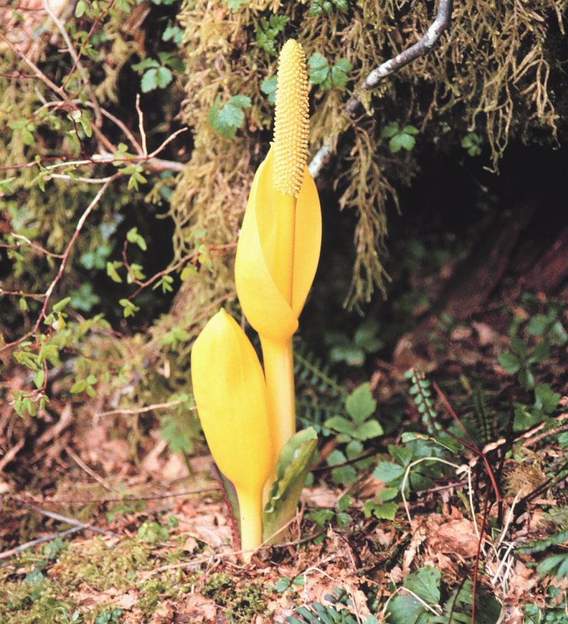 Beautiful Yellow Flowering Plant in the Alaskan Forest, June 1992, Little Port Walter, State of Alaska, USA. Photo Credit: Commander John Bortniak, NOAA Corps; National Oceanic and Atmospheric Administration Photo Library (http://www.photolib.noaa.gov, corp1968), NOAA Corps Collection, NOAA Central Library, National Oceanic and Atmospheric Administration (NOAA, http://www.noaa.gov), United States Department of Commerce (http://www.commerce.gov), Government of the United States of America (USA).