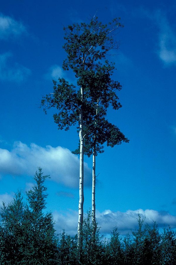 Very Tall Tree: Quaking Aspen in Summer (Summertime), Kenai National Wildlife Refuge, State of Alaska, USA. Photo Credit: U.S. Fish and Wildlife Service, Alaska Image Library, United States Fish and Wildlife Service Digital Library System (http://images.fws.gov, WO5635-007), United States Fish and Wildlife Service (FWS, http://www.fws.gov), United States Department of the Interior (http://www.doi.gov), Government of the United States of America (USA).