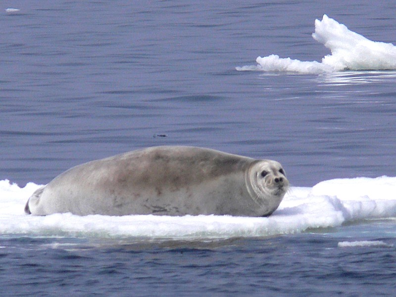 2. Bearded Seal (Erignathus barbatus), Northern Bering Sea, State of Alaska, USA. Photo Credit: Liz Labunski, Alaska Image Library, United States Fish and Wildlife Service Digital Library System (http://images.fws.gov, bearded Seal 02), United States Fish and Wildlife Service (FWS, http://www.fws.gov), United States Department of the Interior (http://www.doi.gov), Government of the United States of America (USA).