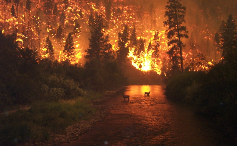 A Huge Wildfire in Sula Complex, Bitterroot National Forest, USA: This "Elk Bath" photo was taken by John McColgan "late in the afternoon of Sunday August 6th, 2000 from a bridge over the East Fork of the Bitterroot River ust north of Sula, Montana. These elk sought refuge in the river bottom during what may have been the most extreme day of fire behavior on the Bitterroot in more than 70 years." Photo and Caption Credit: John McColgan, Fire Behavior Analyst, Alaskan Type I Incident Management Team; Alaska Fire Service (AFS, http://fire.ak.blm.gov), Bureau of Land Management (BLM, http://www.blm.gov), United States Department of the Interior, (http://www.doi.gov), Government of the United States of America (USA).